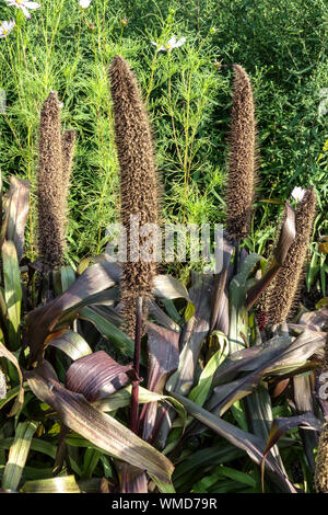 Pennisetum glaucum 'Purple Majesty', Pearl Millet beautiful vibrant plant in a flower bed row, ripening ear of grain Stock Photo