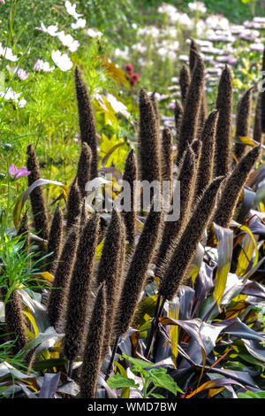 Pennisetum glaucum 'Purple Majesty', Pearl Millet beautiful vibrant plant in a flower bed row, ripening ear of grain Stock Photo