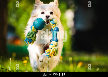 Beautiful white dog - pomeranian german spitz klein fetching a toy running towards camera Stock Photo