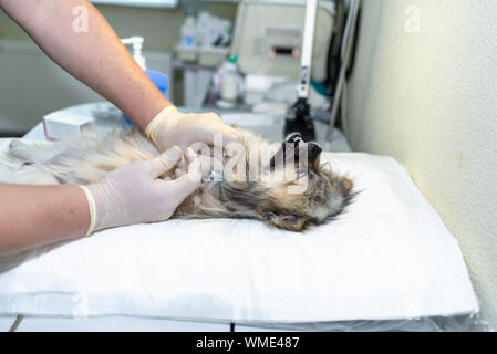 dog under anesthesia in veterinarian clinic waiting for surgery Stock Photo