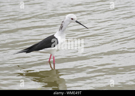 Black-winged stilt (Himantopus himantopus) overwintering adult foraging in shallow water Stock Photo