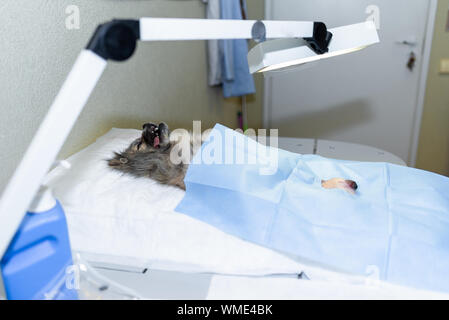 dog under anesthesia in veterinarian clinic waiting for surgery Stock Photo