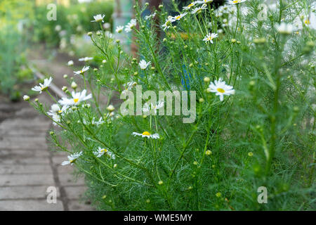 White chamomile flowers on natural background. Selective focus Stock Photo