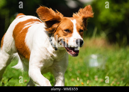 Brittany dog spaniel female puppy running towards camera Stock Photo