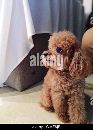 mini poodle jual