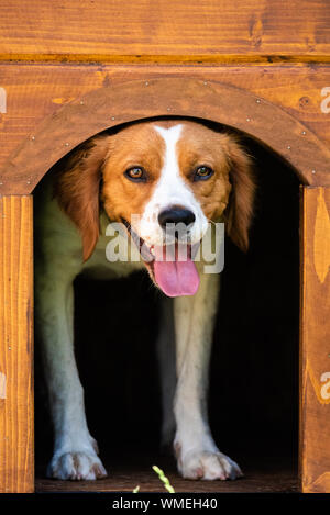 Brittany dog female puppy in wooden dog house. Peeking from inside with tongue out. Stock Photo