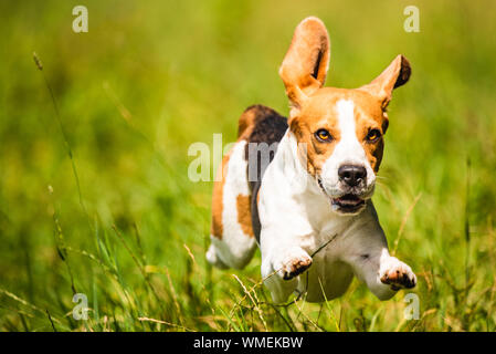 Beagle dog fun on field outdoors run and jump towards camera with ears in the air ant feet above ground. Stock Photo