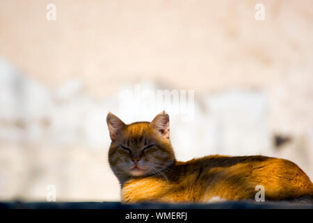 A portrait of a stray orange cat sitting on the roof with its eyes closed. Sunny natural photo in daylight, with shadows cast on the resting cat. Stock Photo