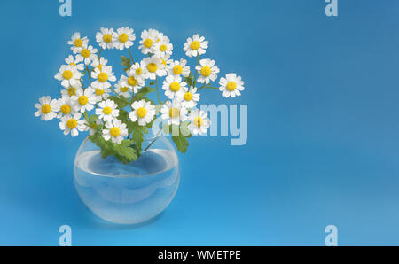 chamomile garden white decorative in a glass vase on a blue background close-up Stock Photo