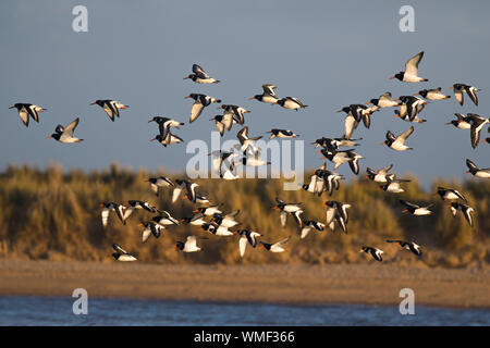 Oystercatcher (Haematopus ostralegus) flock in flight along shoreline, RSPB Titchwell reserve, North Norfolk, UK Stock Photo