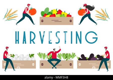 Vector illustration with people harvesting vegetables, boxes, harvesting inscription. Harvesting, agricultural work. Fall Harvest Fest design. Design Stock Vector