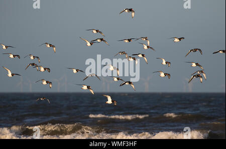 Oystercatcher (Haematopus ostralegus) flock in flight along shoreline, RSPB Titchwell reserve, North Norfolk, UK Stock Photo