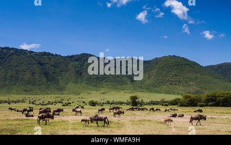 Blue Wildebeest (Connochaetes taurinus) with newly born calves, Ngorongoro crater, southern Serengeti, Tanzania. Stock Photo