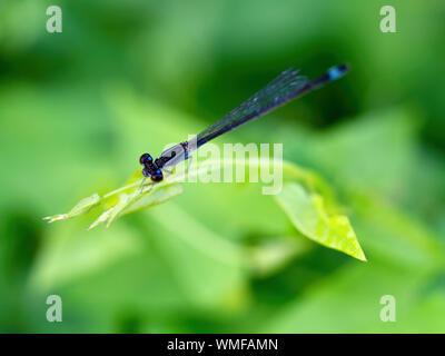 Blue-tailed or Common Bluetail damselfly, Ischnura elegans, dorsal view. Stock Photo