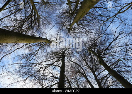Looking up to the blue sky through a  canopy of tall leafless trees --- Image by © Paul Cunningham Stock Photo