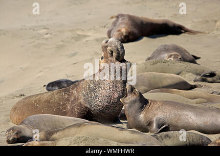 Northern Elephant Seal, adult couple, Piedras Blancas Rookery, San Simeon, San Luis Obispo County, California, USA, (Mirounga angustirostris) Stock Photo