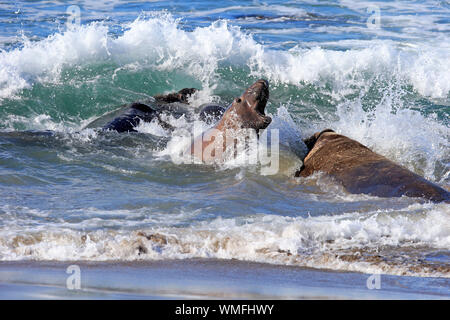 Northern Elephant Seal, adult males, Piedras Blancas Rookery, San Simeon, San Luis Obispo County, California, USA, (Mirounga angustirostris) Stock Photo