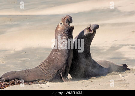 Northern Elephant Seal, adult males, Piedras Blancas Rookery, San Simeon, San Luis Obispo County, California, USA, (Mirounga angustirostris) Stock Photo