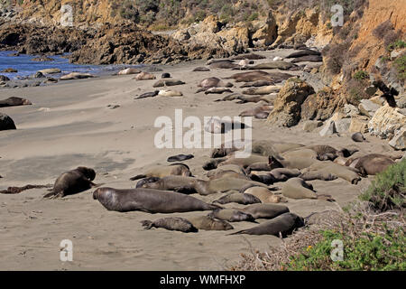 Northern Elephant Seal, colony at beach, Piedras Blancas Rookery, San Simeon, San Luis Obispo County, California, USA, (Mirounga angustirostris) Stock Photo