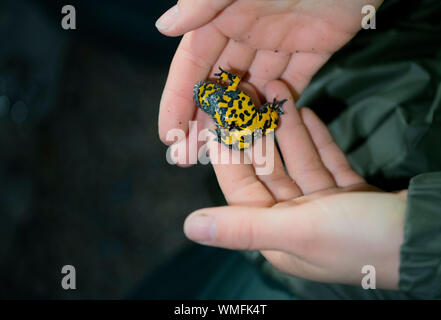 Yellow-bellied toad, feigned death, North Rhine-Westphalia, Europe, (Bombina variegata) Stock Photo