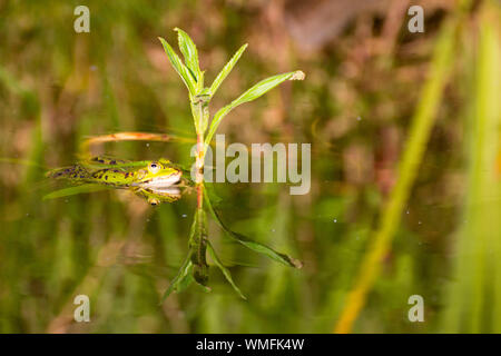 Green frog, Common water frog, Zingst, Mecklenburg-Vorpommern, Germany, (Pelophylax kl. esculentus) Stock Photo