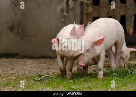 Domestic pig, two piglets playing with each other Stock Photo