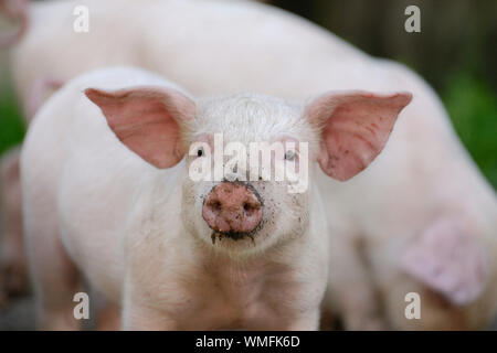 Domestic pig, piglet with dirty muzzle, Portrait Stock Photo