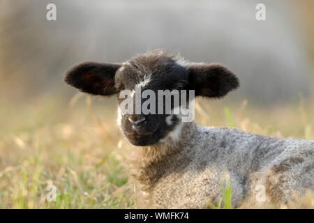 Young lamb sheep rests in a pen on a farm in summer Stock Photo - Alamy