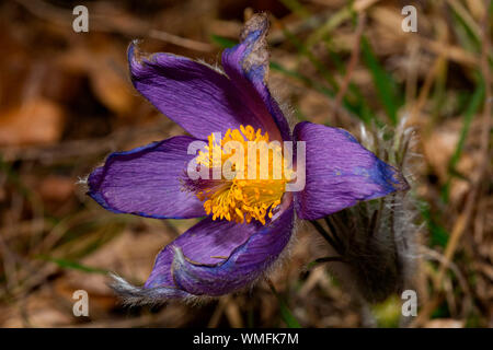 Pasque flower hybrid, (Pulsatilla vulgaris grandis x vulgaris) Stock Photo
