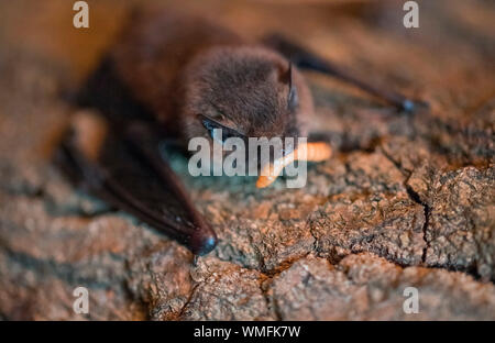 Common Pipistrelle, Europe, (Pipistrellus pipistrellus) Stock Photo