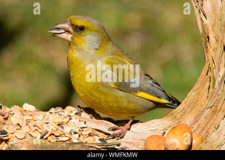 european greenfinch, (Chloris chloris) Stock Photo