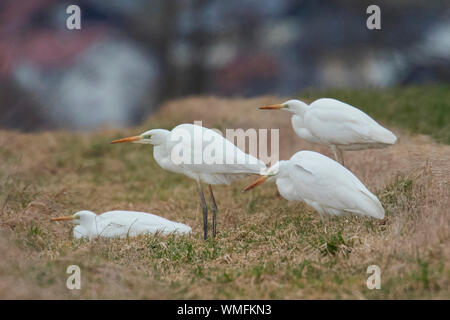 great egrets, (Ardea alba) Stock Photo