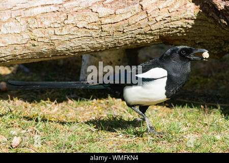 eurasian magpie, (Pica pica) Stock Photo