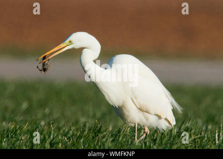great egret, (Ardea alba)