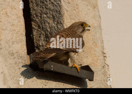 common kestrel, steeple, opening in the wall, (Falco tinnunculus) Stock Photo