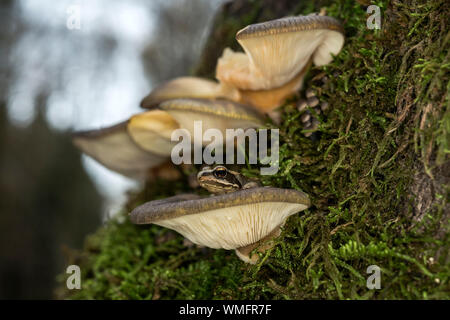 European common brown frog, (Rana temporaria), (Panellus serotinus), late oyster fungus, Mecklenburg-Vorpommern, Germany Stock Photo