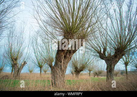 pollard willow, Duesseldorf, conservation area Urdenbacher Kaempe, North Rhine-Westphalia, Germany, Europe, (Salix viminalis), Urdenbacher Kämpe Stock Photo