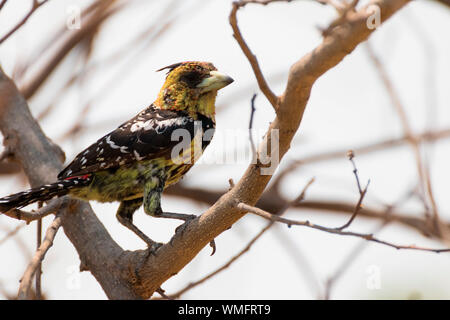Haubenbartvogel, Moremi Game Reserve, Okavango Delta, Botswana, Afrika, (Trachyphonus vaillantii) Stock Photo