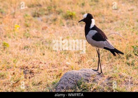 Waffenkiebitz, Moremi Game Reserve, Okavango Delta, Botswana, Afrika (Vanellus armatus) Stock Photo