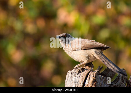 Braundrossling, Moremi Game Reserve, Okavango Delta, Botswana, Afrika (Turdoides jardineii) Stock Photo