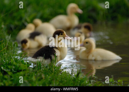 Domestic Muscovy Duck, Ducklings, (Cairina moschata forma domestica) Stock Photo