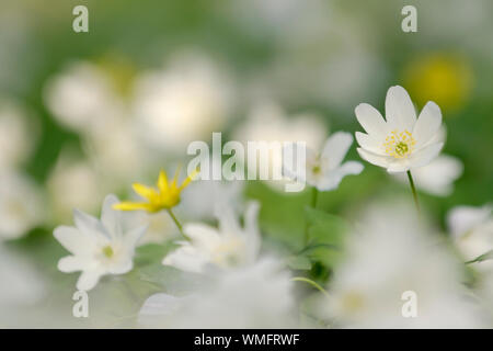 Wood Anemone (Anemone nemorosa) Stock Photo
