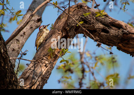 Bennettspecht, Moremi Game Reserve, Okavango Delta, Botswana, Afrika (Campethera bennettii) Stock Photo