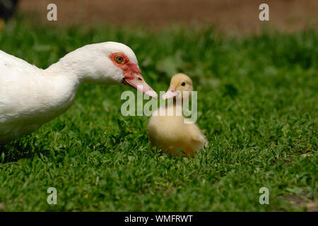 Domestic Muscovy Duck with duckling, (Cairina moschata forma domestica) Stock Photo