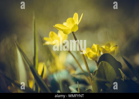 Small yellow flowers grow in a sunny meadow, primroses in spring. Lesser celandine, buttercup family Stock Photo