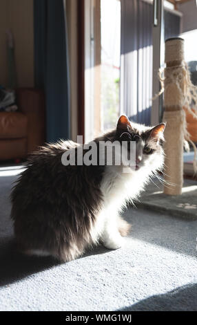 Cat in a patch of sunlight with her scratching post in the background. Stock Photo