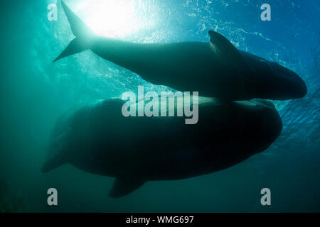 Silhouette of a outhern right whale, Eubalaena australis, and her calf in the shallow protected waters of the Nuevo Gulf, Valdes Peninsula, Argentina. Stock Photo