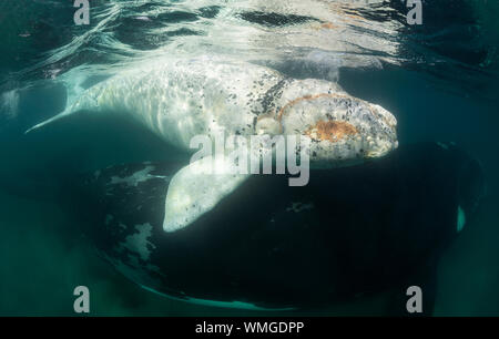 Southern right whale, Eubalaena australis, and her precious white calf in the shallow protected waters of the Nuevo Gulf, Valdes Peninsula, Argentina. Stock Photo