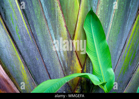 West African Plants - A Photo Guide - Ravenala madagascariensis Sonn.