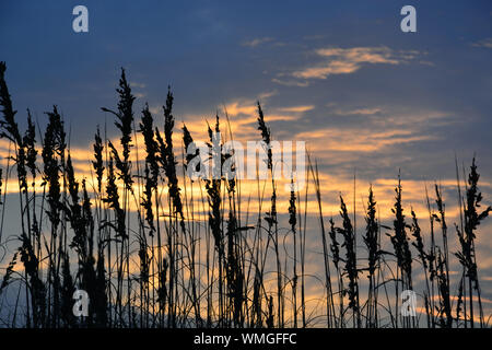 Sea oats are silhouetted against the clouds at sunrise on the North Carolina Outer Banks. Stock Photo